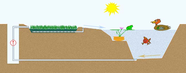 Sh&eacute;mat de filtration d'un bassin par des plantes aquatiques