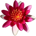 Fleur de n&eacute;nuphar