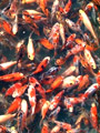 bo&icirc;te de sardine