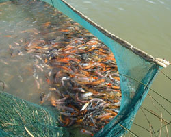 Poissons p&ecirc;ch&eacute;s au filet