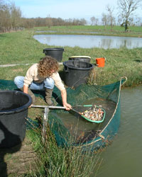 P&ecirc;che des poissons &agrave; l'&eacute;puisette