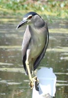 petit h&eacute;ron