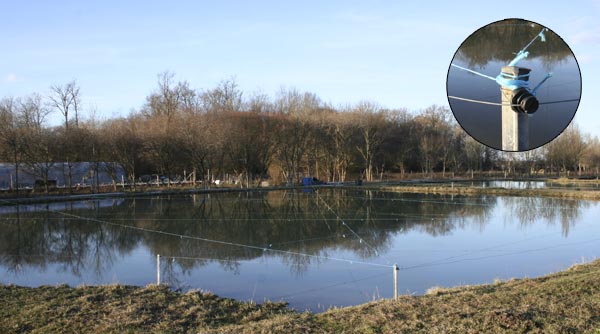 Protection des &eacute;tangs contre les h&eacute;rons et cormorans